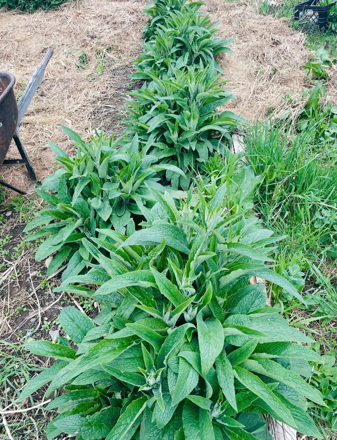 Comfrey: An Ancient Herb With a Modern Story